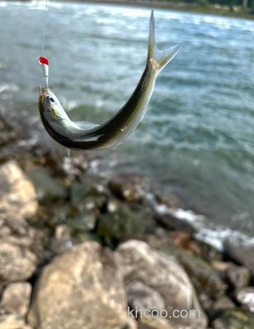 海钓鲻鱼有何技巧？掌握这些，提升上钩概率