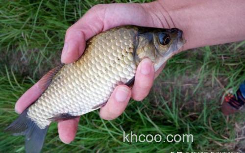 夏天用什么鱼料钩鲫鱼
