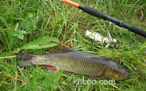 用玉米能钓草鱼吗,用玉米钓草鱼是钓底还是钓浮