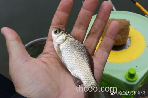 夏季台钓鲫鱼为何都是小的