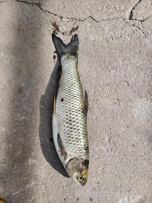 钓草鱼用鲜玉米好还是老玉米好？