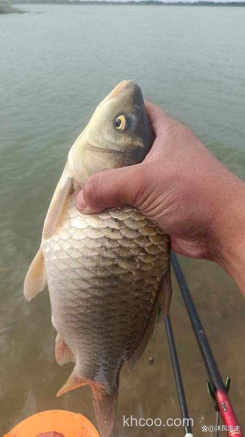 春秋发窝最快的鲫鱼窝料？