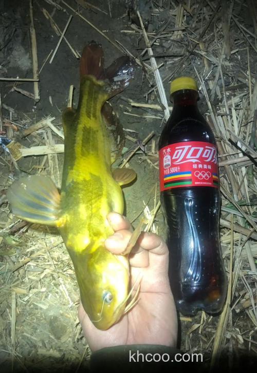 野钓嘎牙鱼用什么料？