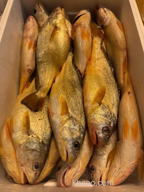 海钓黄三鱼的实用技巧，掌握这些要点，下次出海更有把握