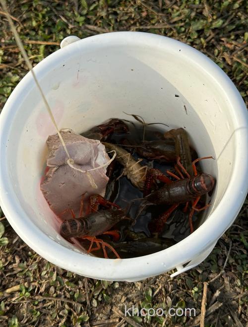 滇池后海钓龙虾，亲近自然享美味，这些技巧助你满载而归