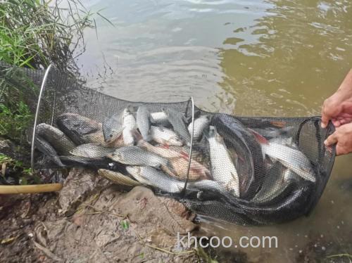 春季钓鲤鱼怎么总空军？恐怕是选错了水深，才错过了鱼！