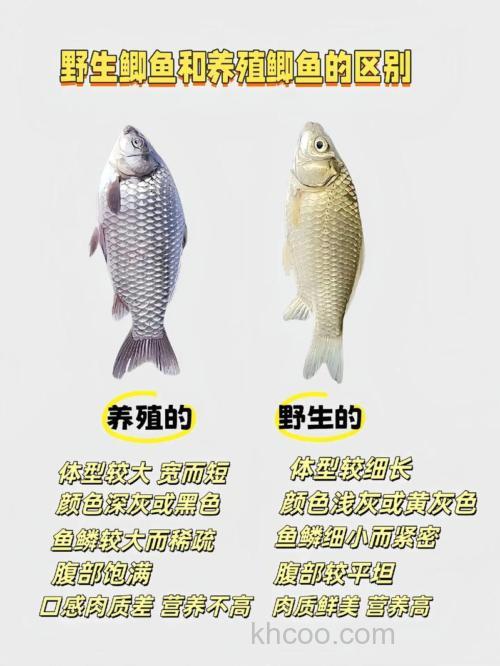 野生鲫鱼鱼和池塘养的鲫鱼怎样区分？