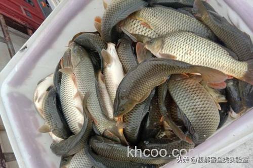 春季温度持续升高？不好钓鲤鱼，那是因为你没掌握以下方法