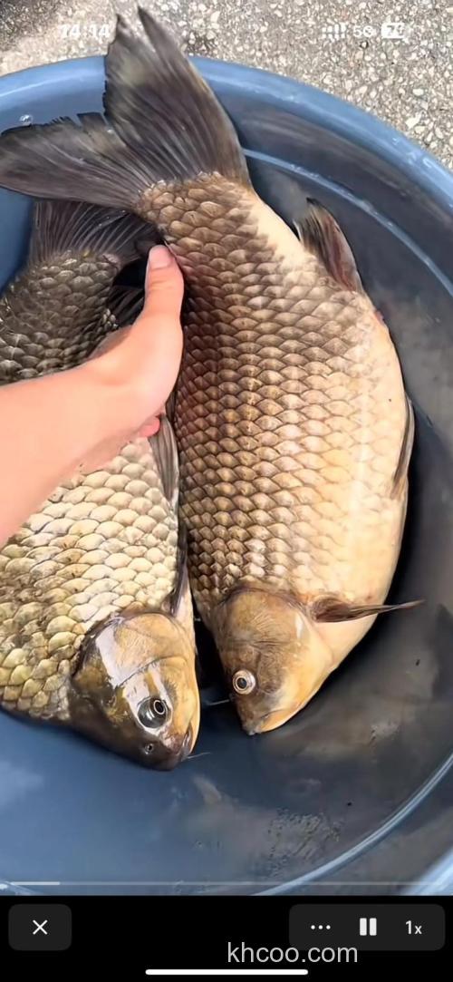 钓小鲫鱼（竞技篇）