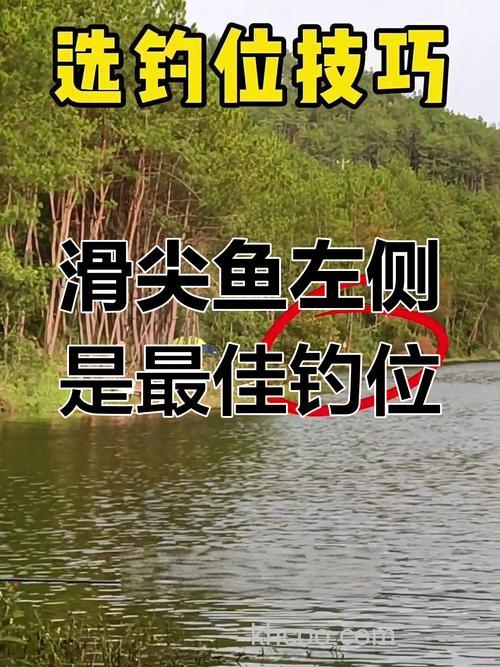 夏季钓鲷鱼黄金季！掌握技巧、选对钓位，渔获满满不是梦？
