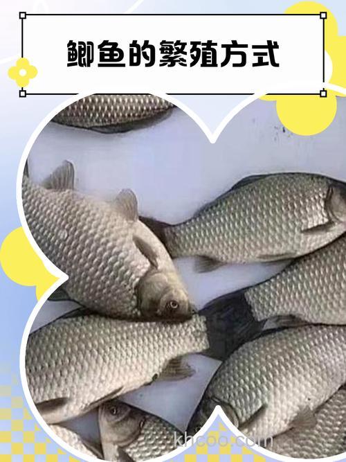 鲫鱼饲养的相关技术？