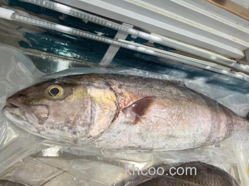 海钓章红的技巧与策略，选对钓点捕获率显著提高