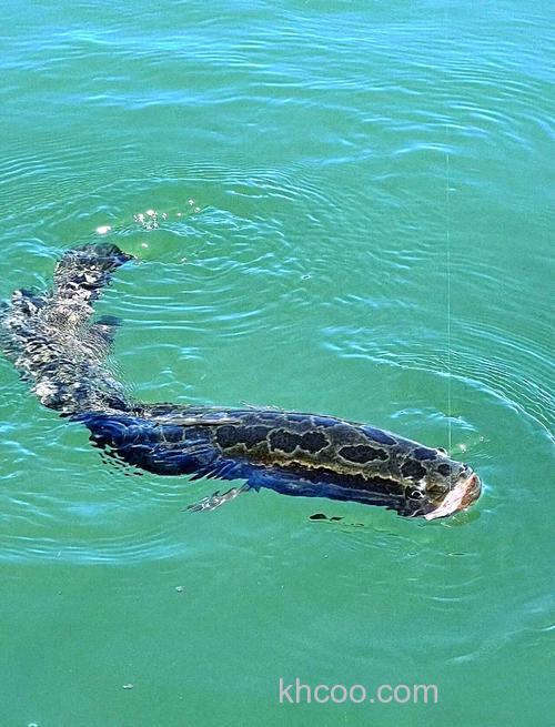 被称为水上高尔夫的路亚，为何会受到那么多人的喜爱