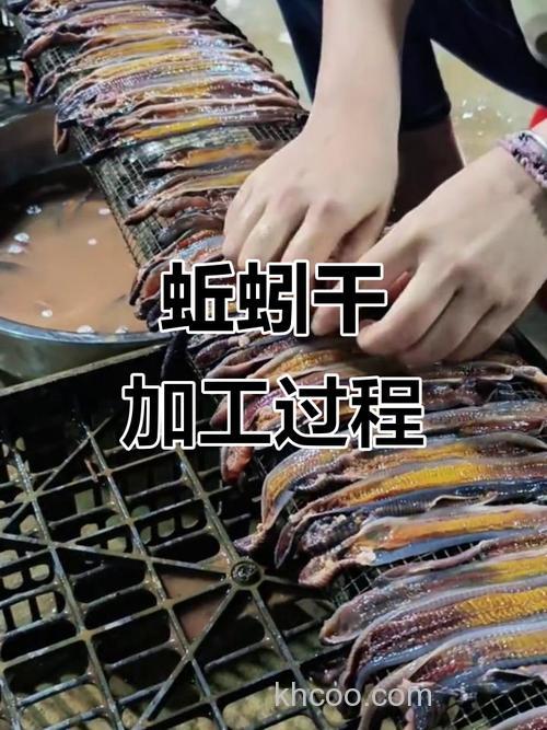 如何把蚯蚓加工成鱼食？