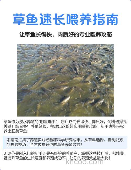 家里养草鱼喂什么？