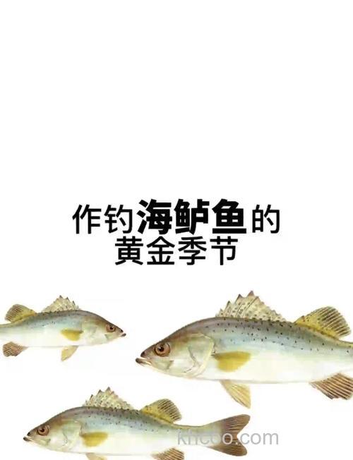 海钓鲈鱼乐趣多，掌握这些关键技巧，收获满满不是梦