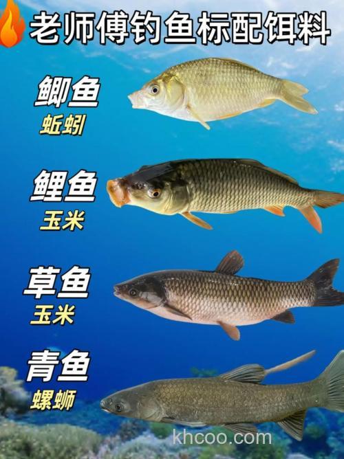 什么样呢诱饵鱼最喜欢?