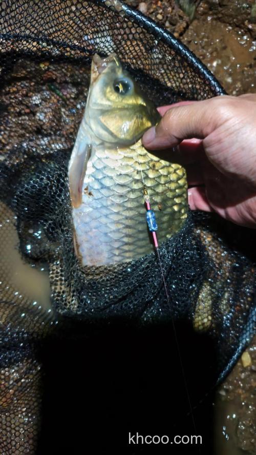 夺冠鲫2号主攻工程鲫配什么小料