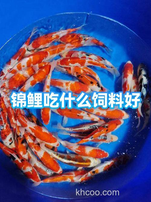 锦鲤吃生玉米粉吗？