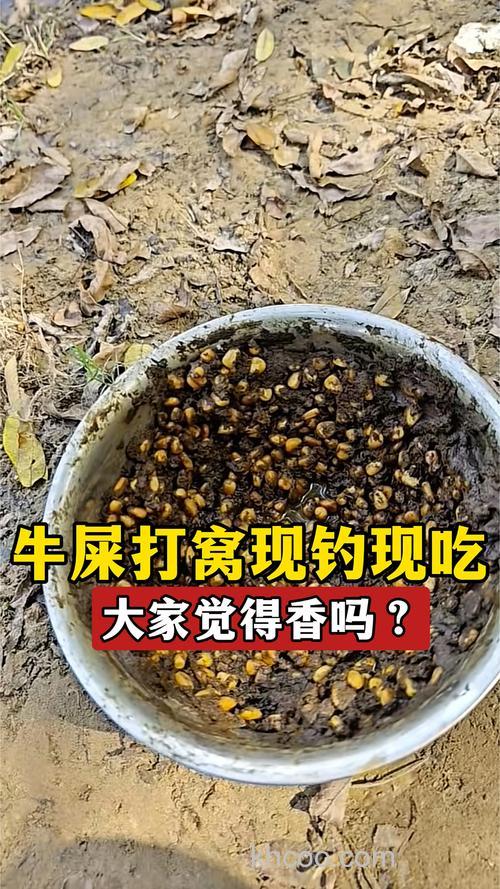 新鲜牛粪打窝多久可以钓鱼？