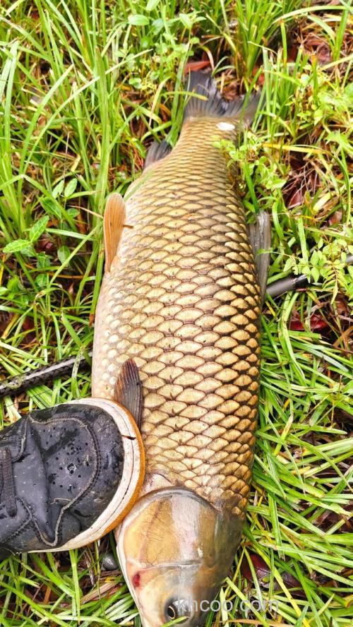 9月下雨天10几度适合钓草鱼吗？