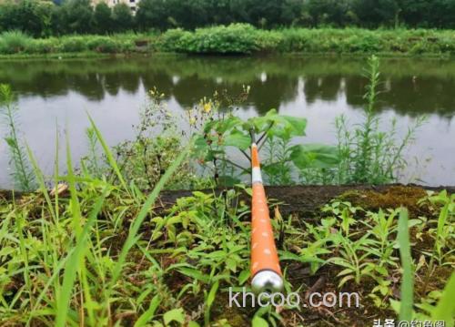 钓草鱼用什么水果最好？