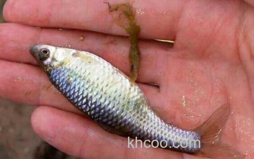 怎样钓麦穗鱼上钩率高