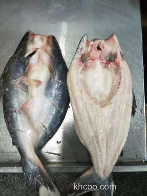 广东春季哪些鱼开口？