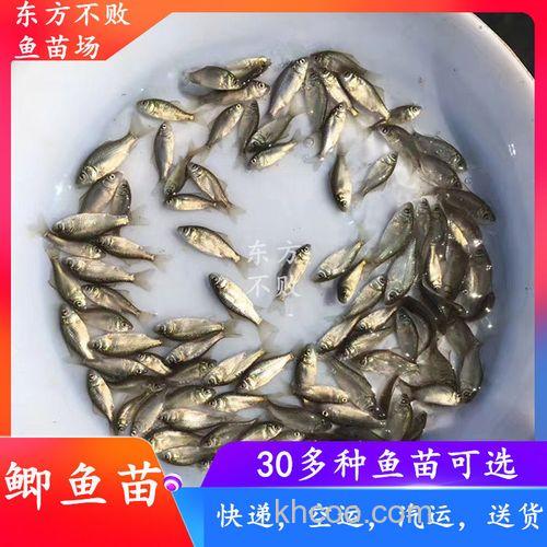 中科3号鲫鱼喂什么饲料？