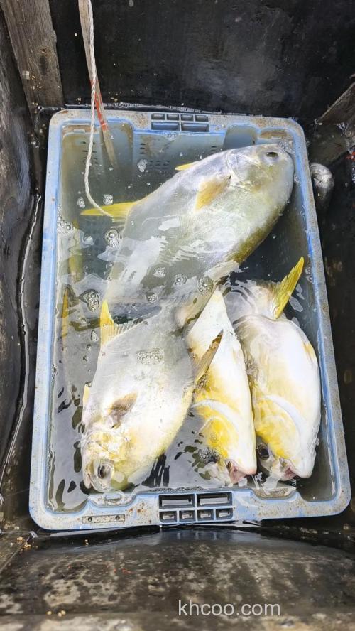 海钓金鲳鱼的乐趣与技巧，这些实用经验助你出海更有把握