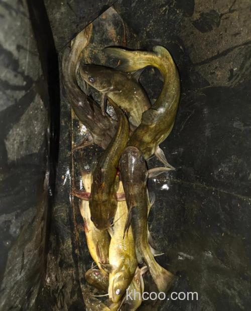 唐先生钓黄辣丁配方？