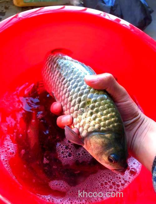 使什么样的鱼食最好钓鲫鱼