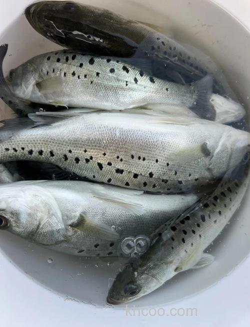 冬季海钓鲈鱼充满挑战与魅力，如何选钓点及有啥技巧？