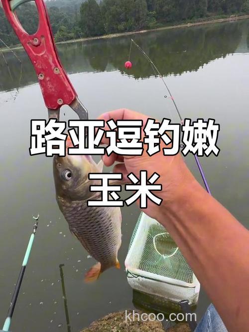 嫩玉米钓鲤鱼做法