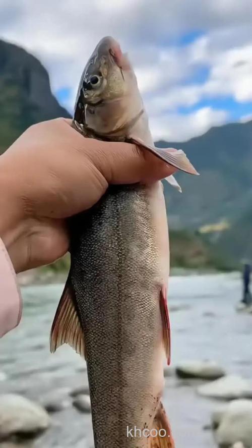 钓野生洋鱼用什么雅饵料？