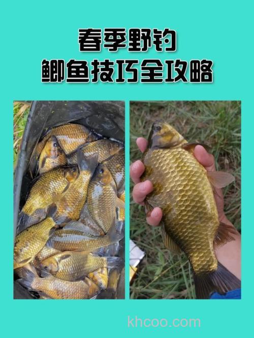 春季野钓鲫鱼技巧