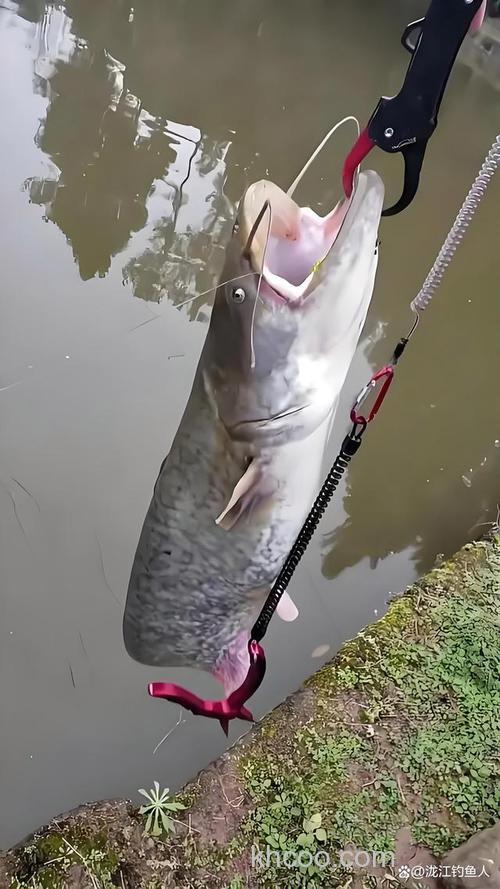 初夏天水库下游用海杆钓鲤鱼、鲶鱼用什么饵料最好？