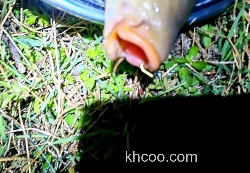 清明前后野钓鲫鱼技巧