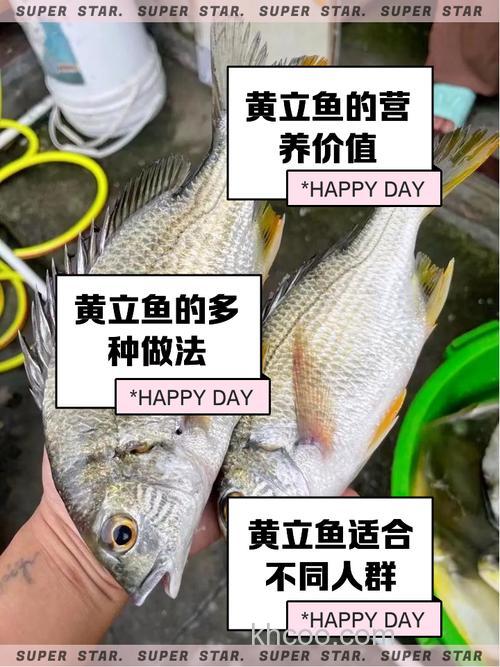 山东沿海海钓黄鱼超受欢迎，掌握这些方法及分布规律很关键