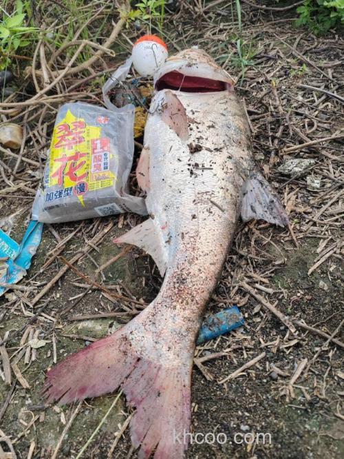 水质清澈钓鲢鳙用什么味型？