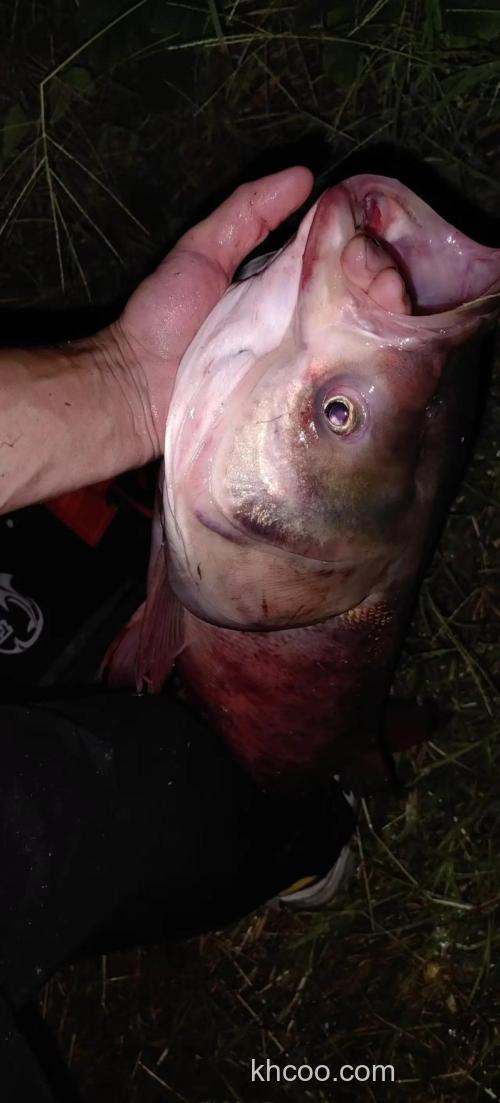 急求怎样夜钓鲢鳙