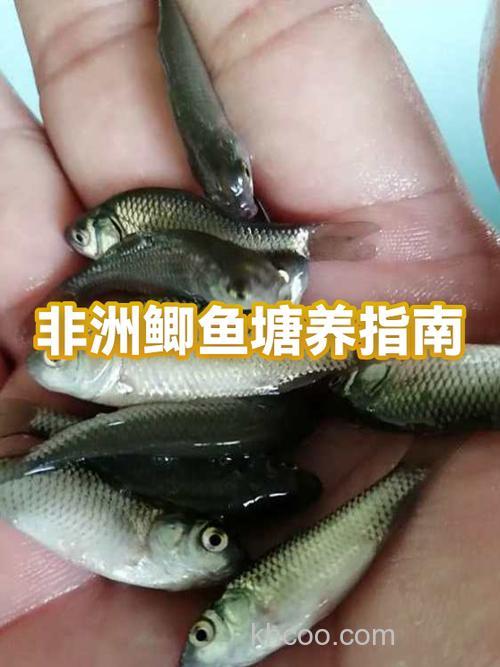 鲫鱼养殖技术与鱼塘管理？