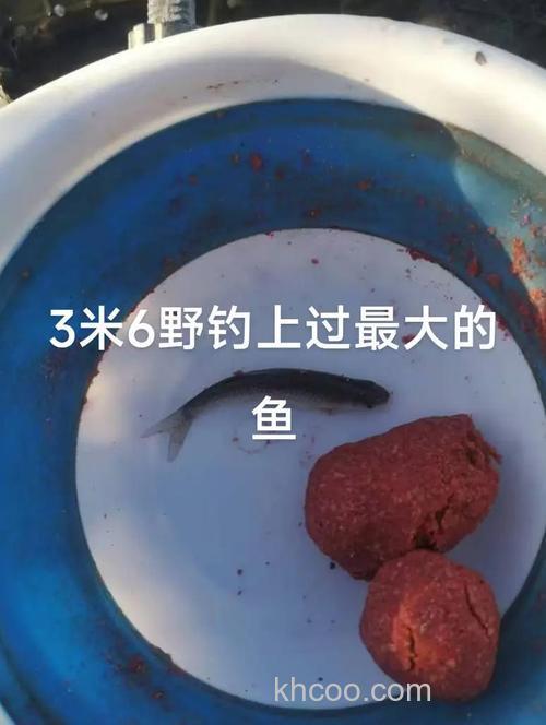 守钓鲤鱼多久换一次饵合适？