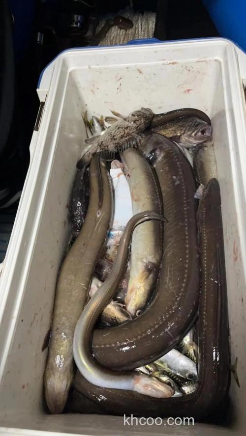 海钓鳝鱼全攻略：掌握技巧与时机，感受与自然博弈的独特魅力