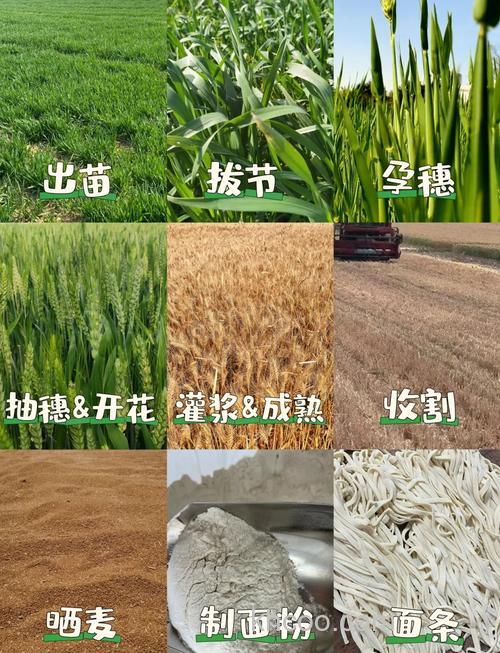 麝香麦子适合啥季节？