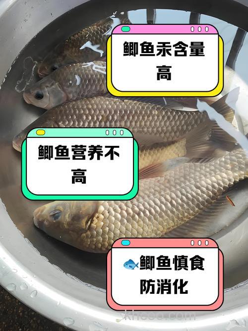 鲫鱼为什么不吃玉米粒？