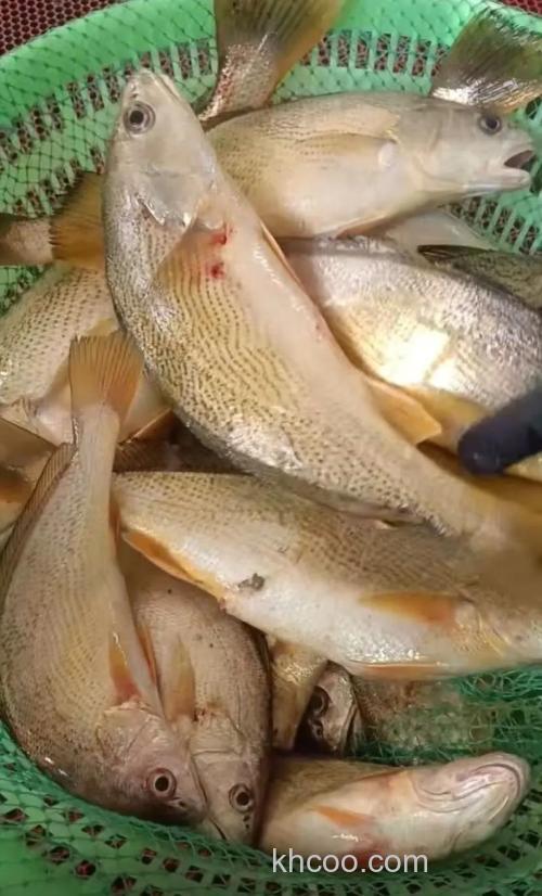 沿海常见海钓目标鱼黄姑鱼，这些钓点与饵料选择要知道