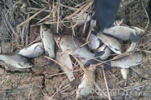 香虎酒冬季钓鲫鱼效果？