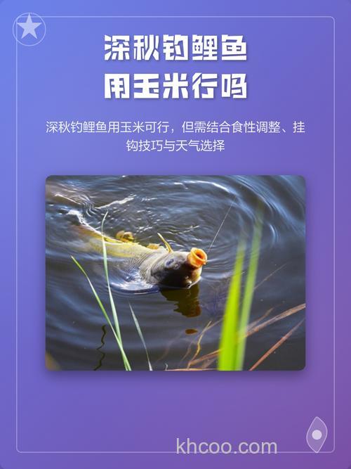 深秋钓鲤鱼用玉米行吗