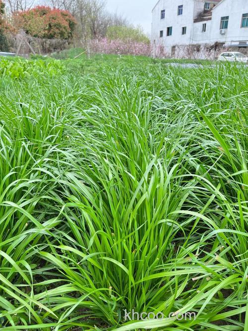 钓鱼鱼饵里能放黑麦草草粉吗
